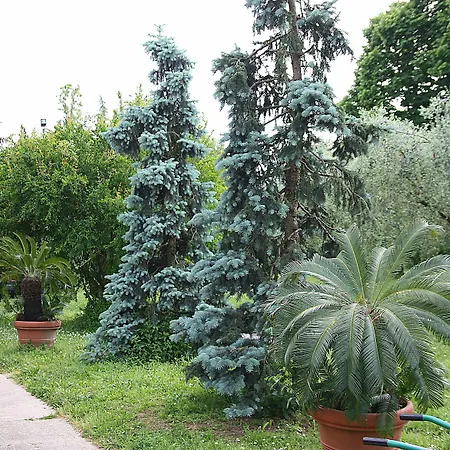 Bed & Breakfast San Giorgio Lazise Locazione Turistica *